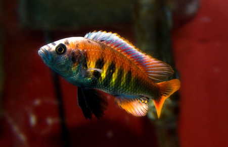 Хаплохромис Ниерери (Haplochromis nyererei)