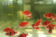 Барбус суматранский Glo Fish красный (Puntius tetrazona var.)