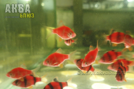 Барбус суматранский Glo Fish красный (Puntius tetrazona var.)