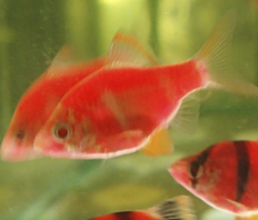 Барбус суматранский Glo Fish красный (Puntius tetrazona var.)