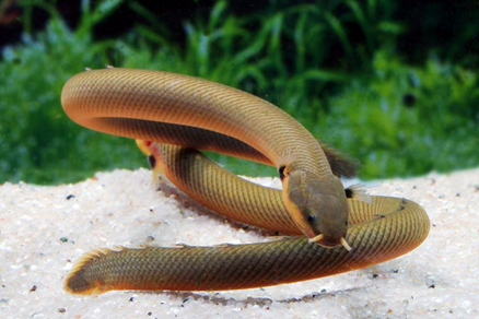 Каламоихт калабарский (Erpetoichthys calabaricus)