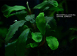 Буцефаландра "Шайн Грин" (Bucephalandra sp. Shine Green)