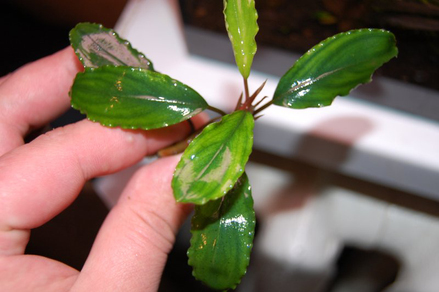 Буцефаландра "Шайн Грин" (Bucephalandra sp. Shine Green)