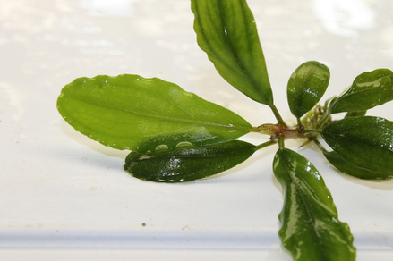 Буцефаландра "Шайн Грин" (Bucephalandra sp. Shine Green)
