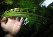 Элеохарис гигантский (Eleocharis sp. Xingu)