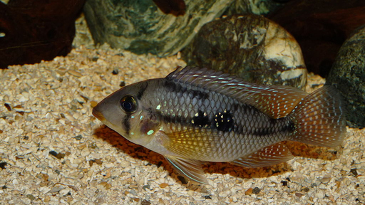 Геофагус бразильский (Geophagus brasiliensis)