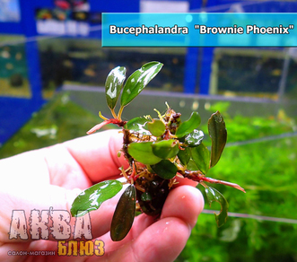 Буцефаландра "Брауни Феникс" (Bucephalandra sp. Brownie Phoenix)