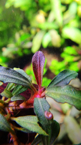 Буцефаландра "Брауни Феникс" (Bucephalandra sp. Brownie Phoenix)