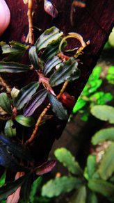 Буцефаландра "Брауни Феникс" (Bucephalandra sp. Brownie Phoenix)