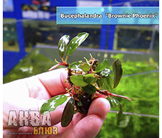 Буцефаландра "Брауни Феникс" (Bucephalandra sp. Brownie Phoenix)