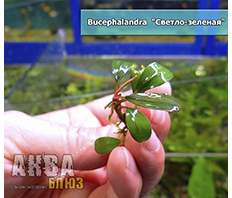 Буцефаландра светло-зеленая (Bucephalandra sp. Light green)