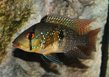 Геофагус бразильский (Geophagus brasiliensis)