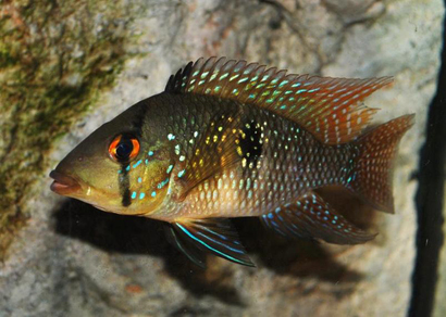 Геофагус бразильский (Geophagus brasiliensis)