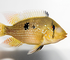 Геофагус бразильский (Geophagus brasiliensis)