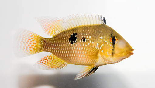 Геофагус бразильский (Geophagus brasiliensis)