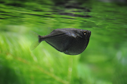 Клинобрюшка обыкновенная (Gasteropelecus sternicla)