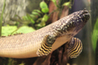 Полиптерус орнатипинис (Polypterus ornatipinnis)