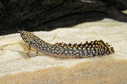 Полиптерус орнатипинис (Polypterus ornatipinnis)