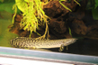 Полиптерус орнатипинис (Polypterus ornatipinnis)