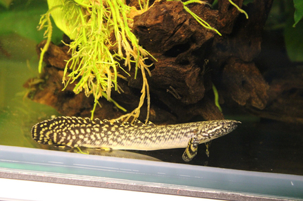 Полиптерус орнатипинис (Polypterus ornatipinnis)