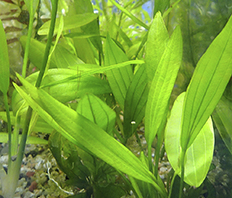 Эхинодорус амазонский (Echinodorus amazonicus)