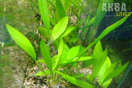 Эхинодорус амазонский (Echinodorus amazonicus)