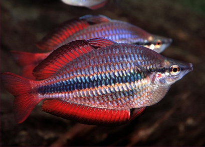 Меланотения трехполосая (Melanotaenia trifasciata)