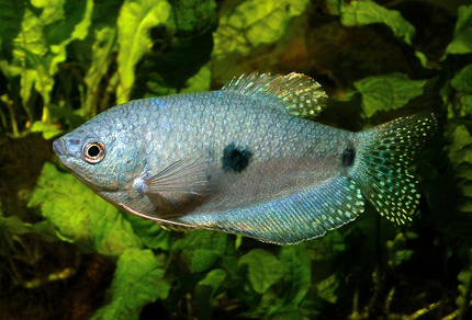 Гурами голубой двухточечный (Trichogaster trichopterus var. Blue morph)