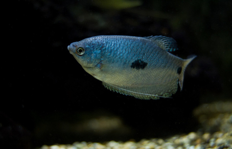 Гурами голубой двухточечный (Trichogaster trichopterus var. Blue morph)