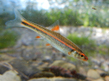 Нотропис хросомус (Notropis chrosomus)