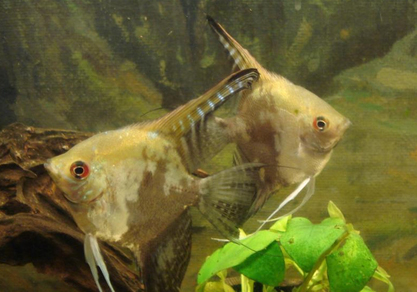 Скалярия зеленая мраморная (Pterophyllum scalare var.)