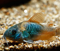 Коридорас венесуэла (Corydoras venezuelanus)