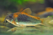 Коридорас венесуэла (Corydoras venezuelanus)