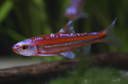 Нотропис хросомус (Notropis chrosomus)