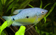 Гурами голубой двухточечный (Trichogaster trichopterus var. Blue morph)