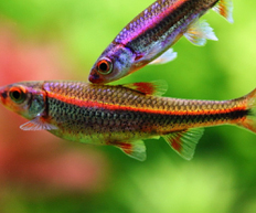 Нотропис хросомус радужный (Notropis chrosomus)