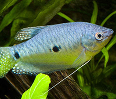 Гурами голубой двухточечный (Trichogaster trichopterus var. Blue morph)