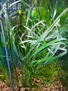 Офиопогон ябуран пестролистный (Ophiopogon Jaburan Variegatus)