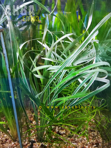 Офиопогон ябуран пестролистный (Ophiopogon Jaburan Variegatus)