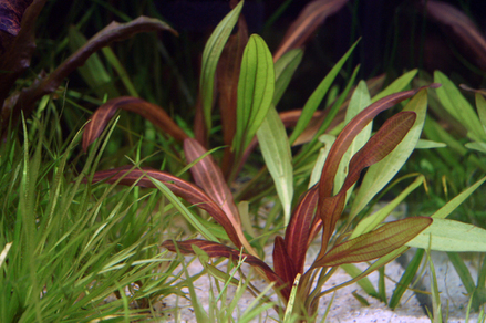 Эхинодорус "Рубин" узколистный (Echinodorus Rubin var. Narrow leaves)