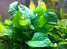 Анубиас Бартера морщинистый (Anubias barteri var. Wrinkle leave)