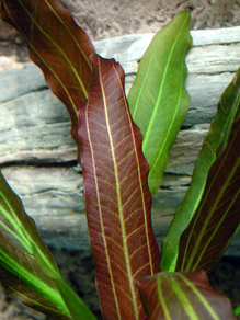 Эхинодорус "Рубин" узколистный (Echinodorus Rubin var. Narrow leaves)