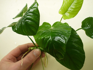 Анубиас Бартера морщинистый (Anubias barteri var.Wrinkle leave)