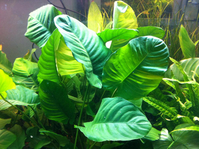 Анубиас Бартера морщинистый (Anubias barteri var.Wrinkle leave)