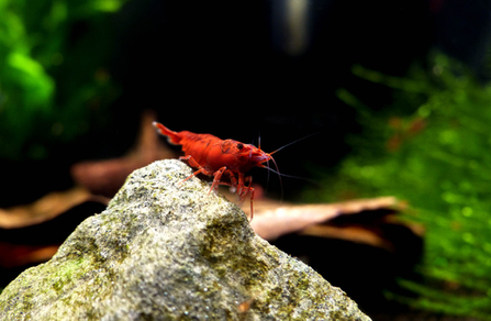 Креветка "Красный огонь" (Neocaridina var. Red Fire)