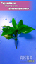 Гигрофила лимонник ”Вишневый лист” (Hygrophila compacta sp.Cherry leaf)