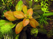 Людвигия темно-оранжевая (Ludwigia sp. Dark Orange)