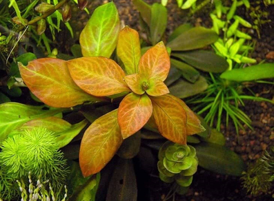 Людвигия темно-оранжевая (Ludwigia sp. Dark Orange)