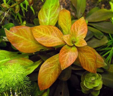 Людвигия темно-оранжевая (Ludwigia sp. Dark Orange)