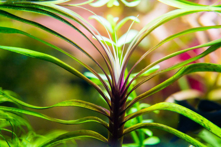 Эйхорния лазоревая (Eichhornia azurea)